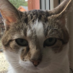 Ciser's paw