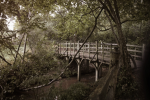 Nuru's Acre Wood