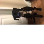 Rileypies11 giveaway!
