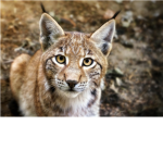 Wild Lynx Games