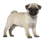 ChubbyPugs02