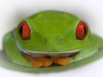 frogy gang!