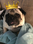 Piper Da Pug