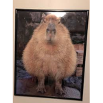 Capy slays capybara