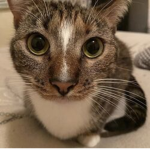 Peaches was taken