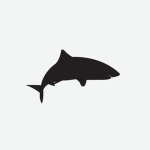 Sharks studio