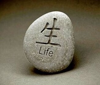Contemplate Life Simulator