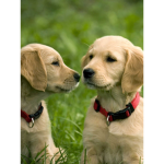 Doggy squad :)