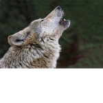 Howling wolf