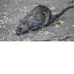 PAT RATS