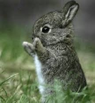 Bunnieslive