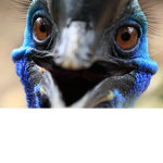ImDaBIGGESTBirdEver