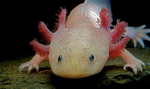 axolotl hangout place