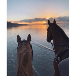 -*Horse gang*-