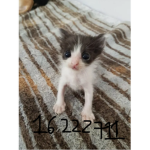 e kittens clan