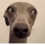 StickyBud