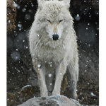 The Wolf Pack 5522