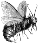 Bug's Really Awesome Group