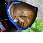 Ollie cats