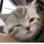 katz !
