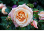Adventure Roses
