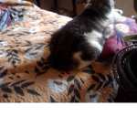 Chunky kit cat