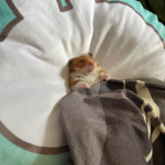 FANHAMSTERGROUP