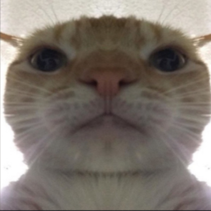 Staring cat Roblox decal