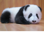 Panda or nothing.