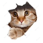 Cat Whiskers