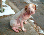 Stop animal abuse now