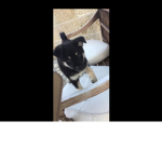 Dog group come join