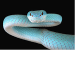 Snake mile