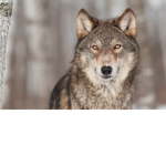 Volk9812
