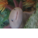 Axolotl BEANS!