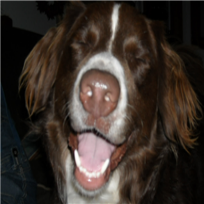 dog Roblox decal
