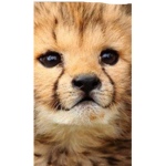Cheetah fan. Club