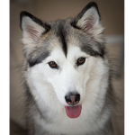 Husky_girl5267