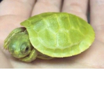 The Turtle Peeps