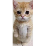 ~El Gato club~