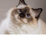 Divine cats 786