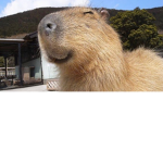 MrCapybara Fan Club