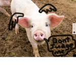 When pigs flew!