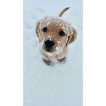 The puppy Palace