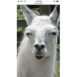 Llama Land Group!