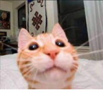 CATS ARE COOL UNLIKE YOU GROUP