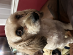 The Doggo Place