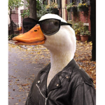 *-duck day-*