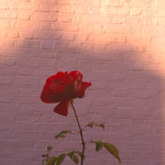 [BLISS]