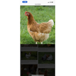 Chickens are awesome a lot